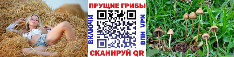 Галлюциногенные грибы MAGIC MUSHROOMS  где найти наркотики  Приморско-Ахтарск 
